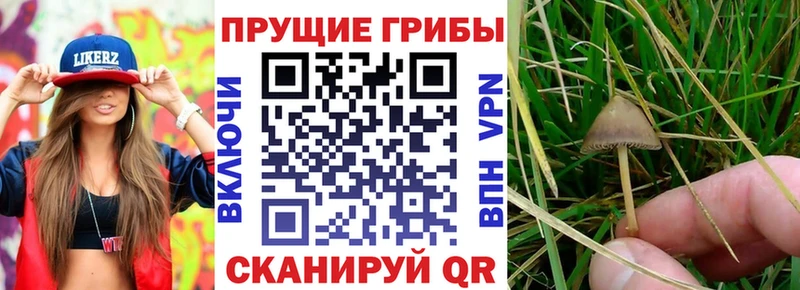 Галлюциногенные грибы Psilocybine cubensis  Кузнецк 